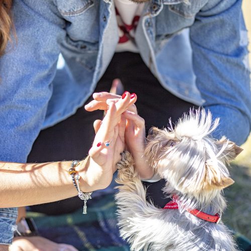 tommy